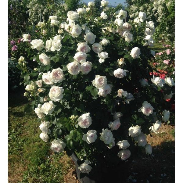 予約苗 バラ苗 大苗 クリスティアーナ アンティークタイプ 淡桃 ピンク系 年2月上旬順次配送 Buyee Buyee Japanese Proxy Service Buy From Japan Bot Online