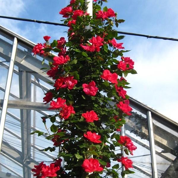 H̃o oc mbNAEg (VcAւ) o Ԃ炫  sNn CA Yc 6Xbg