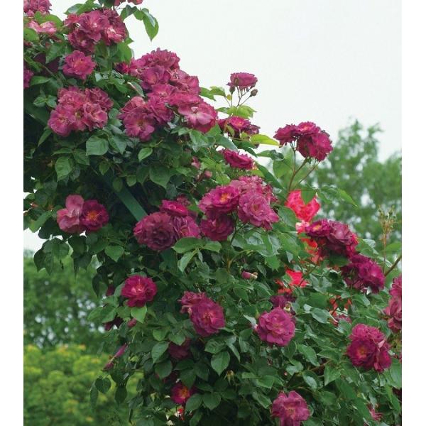 バラ苗 大苗 ソニャドール つるバラ Cl 四季咲き 紫系 Buyee Buyee Jasa Perwakilan Pembelian Barang Online Di Jepang