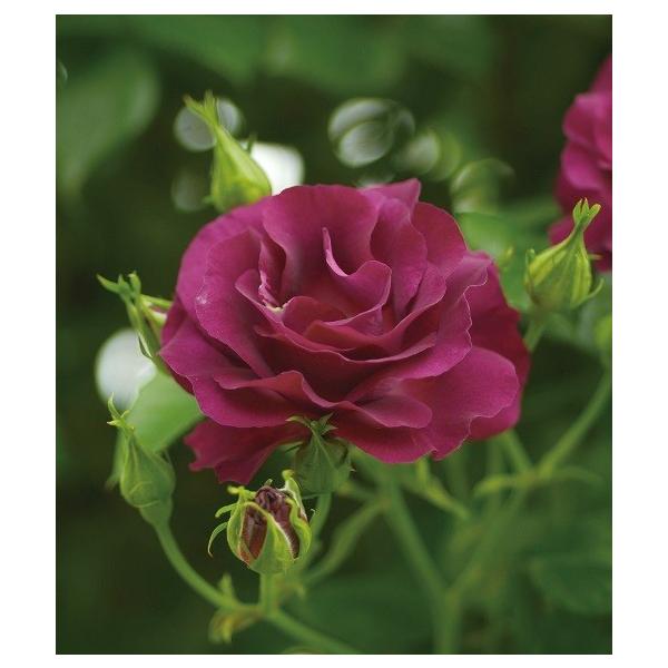 バラ苗 大苗 ソニャドール つるバラ Cl 四季咲き 紫系 Buyee Buyee Jasa Perwakilan Pembelian Barang Online Di Jepang