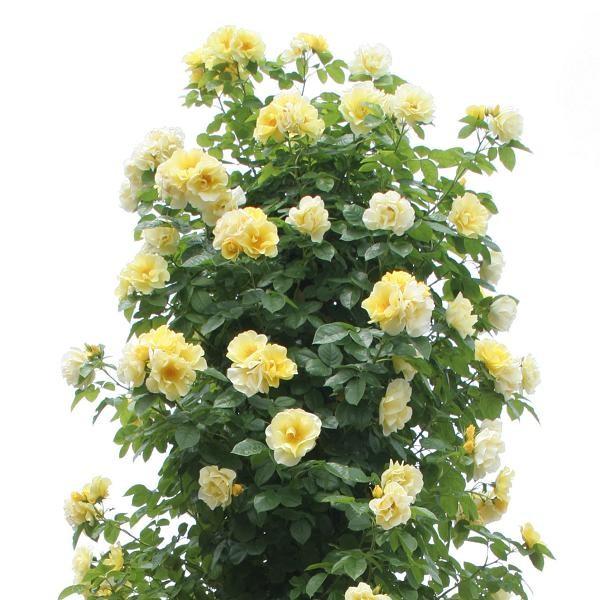 \c oc X}C[tFCX (c) o Ԃ炫  Fn CA Yc 6Xbg (2026N2{z)