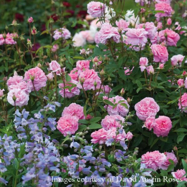 roseshop_322-1304020107-163