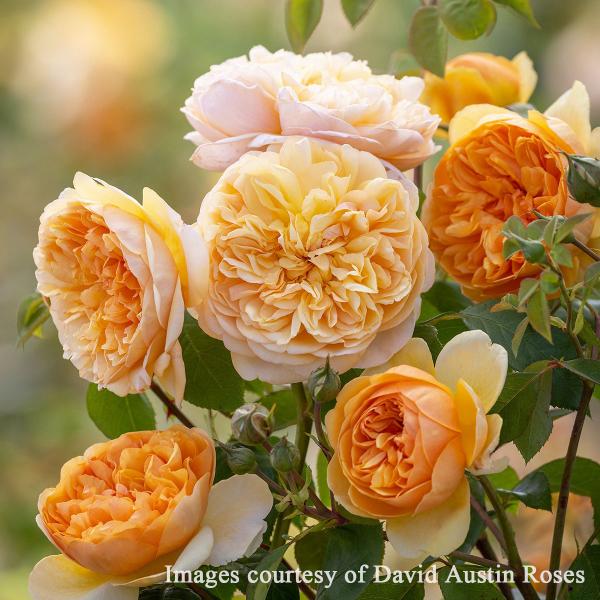 roseshop_322-1304050107-003