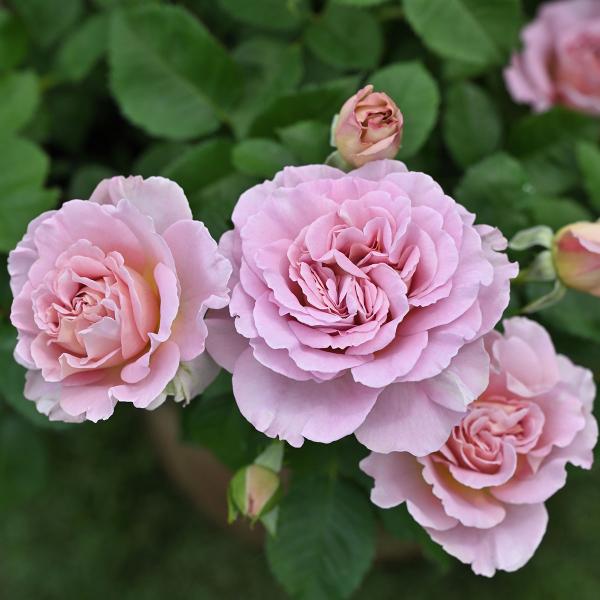 roseshop_322-1306020204-002