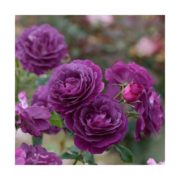 予約苗 バラ苗 ミステリューズ (大苗) シュラブ 半つる性 返り咲き 中