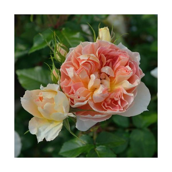 予約苗 バラ苗 ランタンシトロイユ (大苗) シュラブ 半つる性 返り咲き