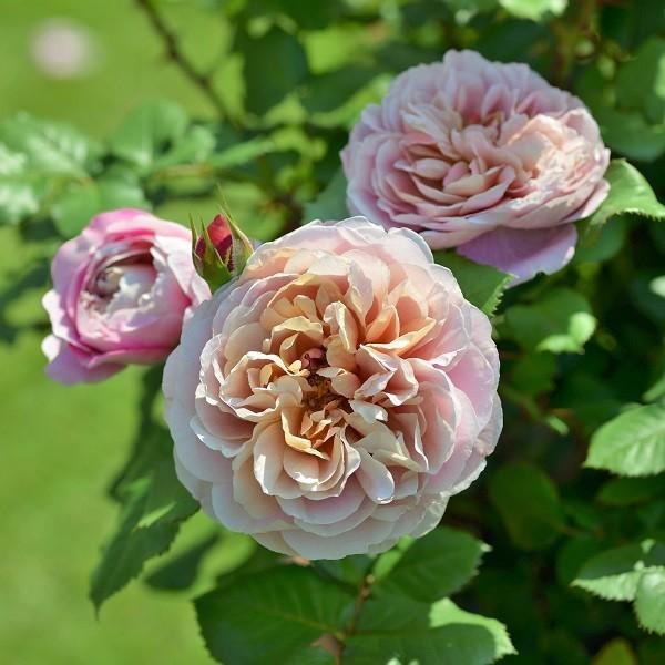 バラ苗 新苗植え替え ドリュ ラテラス 四季咲き中輪 複色系 322 003 バラ専門店 ザ ローズショップ 通販 Yahoo ショッピング