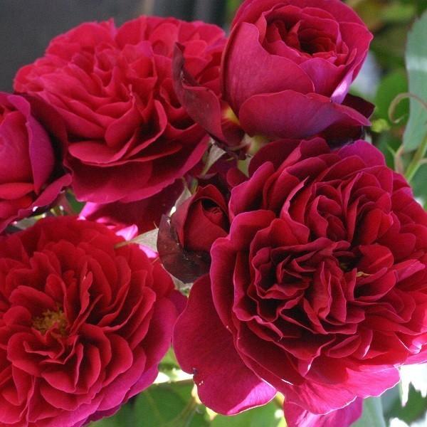 バラ苗 新苗 ギヨー ビサンテネールドゥギヨー 半つる 四季咲き中輪 赤色系 322 003 バラ専門店 ザ ローズショップ 通販 Yahoo ショッピング