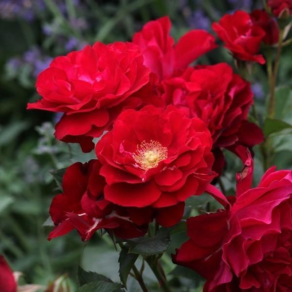 バラ苗 新苗 ギヨー ジャルダンドゥラクネイー 半つる 四季咲き中輪 赤色系 322 005 バラ専門店 ザ ローズショップ 通販 Yahoo ショッピング