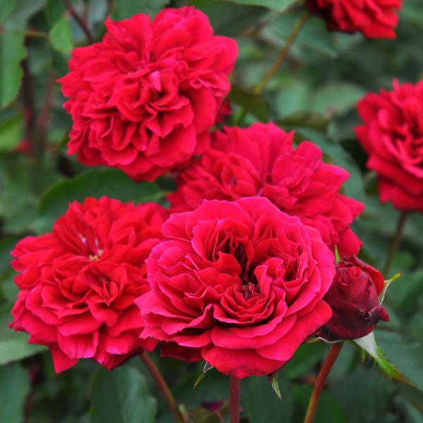 予約苗 バラ苗 シラノドベルジュラック (大苗) フロリバンダ 四季咲き