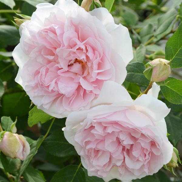 予約苗 バラ苗 メイドインヘブン (大苗) シュラブ 四季咲き 中輪