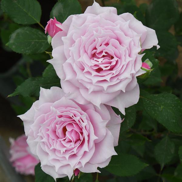 roseshop_322-1310020106-027