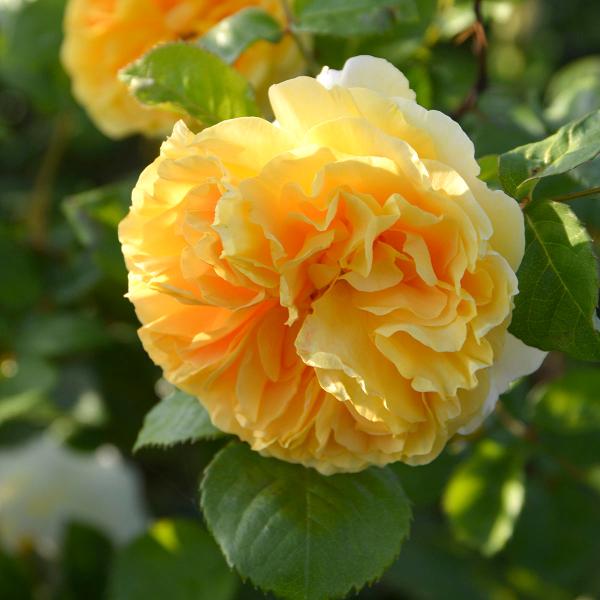 予約苗 バラ苗 リヒト (大苗裸苗) シュラブ 半つる性 四季咲き 中輪