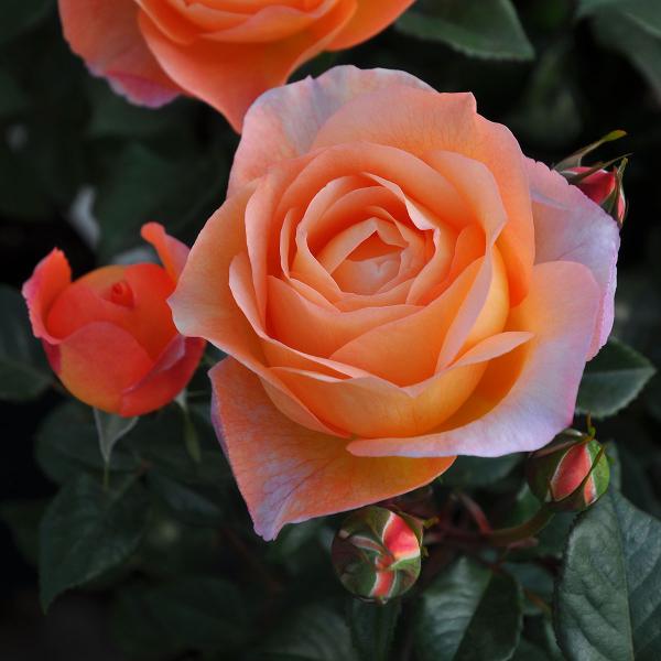予約苗 バラ苗 ロビン (大苗) シュラブ 四季咲き 中輪 オレンジ系 ロサ