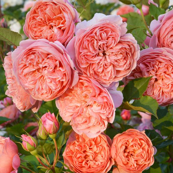 roseshop_322-1310050106-007