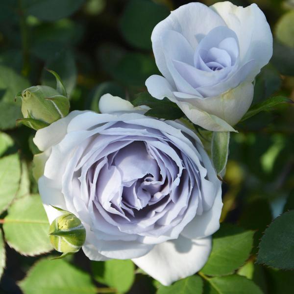 （正規品）新苗6号鉢　ポルトブルー　ロサオリエンティス　バラ苗　ロサオリ ポルト・ブルー（バラ苗：ロサ・オリエンティス） 大苗予約 7号鉢植え