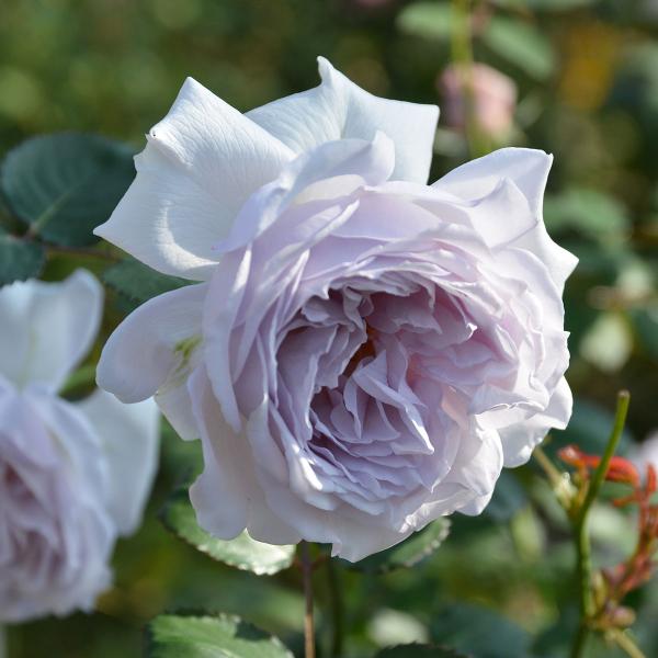roseshop_322-1310060106-015