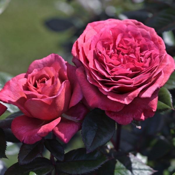 バラ苗 赤紫」の人気商品一覧 | 安い商品を通販サイトから探す - 価格.com