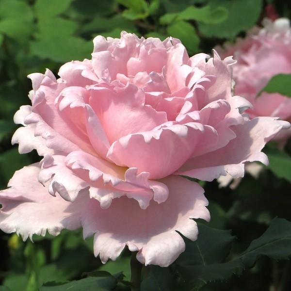 �\��c �o���c �\�t�B�[���V���X (��c) �V�����u ���鐫 �l�G�炫 ��� �s���N�n �f���o�[�� ���Y�c 6����p�p�� ���� (2026�N2����{�����z��)