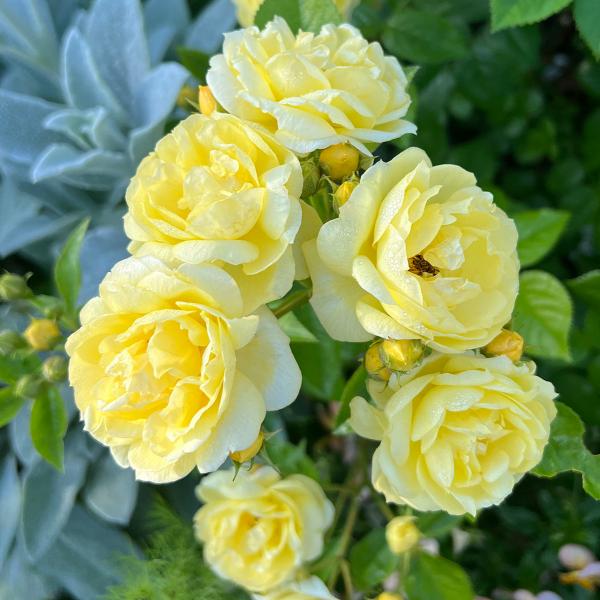 roseshop_322-1312040106-003