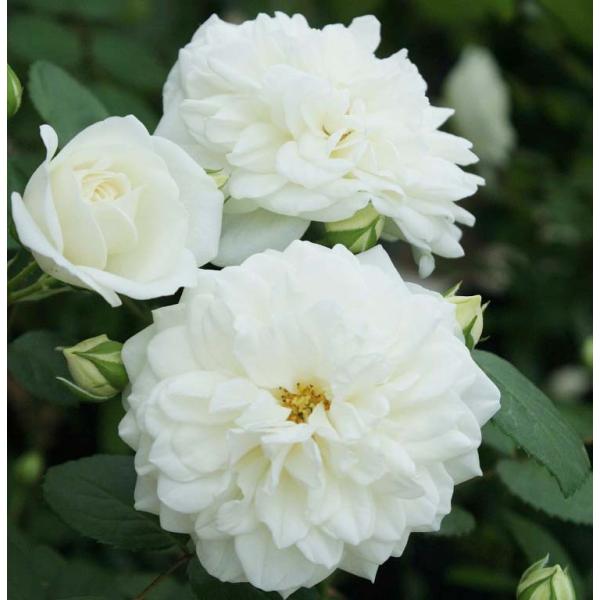 \c oc RPbg}eBJ (cc) Vu 鐫 lG炫  n CA Yc Cio  aCɋ (11{z)