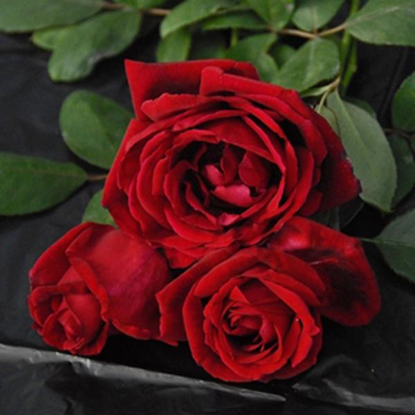 苗 バラ苗 赤」の人気商品一覧 | 安い商品を通販サイトから探す - 価格.com