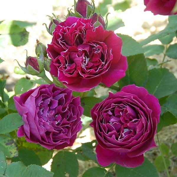希少　薔薇苗　バラ苗　ロンドン。。。2年　1鉢 バラ苗 バロンジロードラン (アウトレット苗) つるバラ 返り咲き 大輪