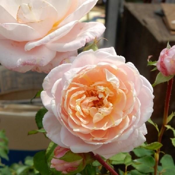 バラ苗 大苗 禅ローズ アナ14 ピンク系 322 001 バラ専門店 ザ ローズショップ 通販 Yahoo ショッピング