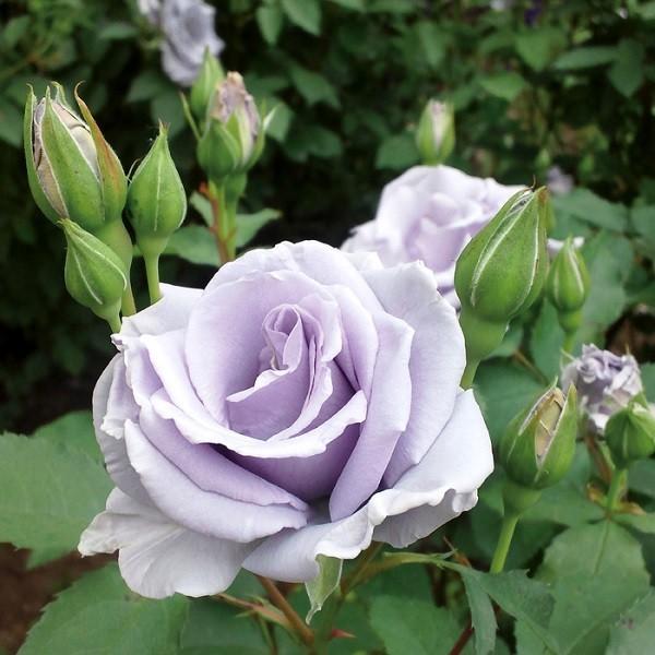 バラ 苗 青」の人気商品一覧 | 安い商品を通販サイトから探す - 価格.com