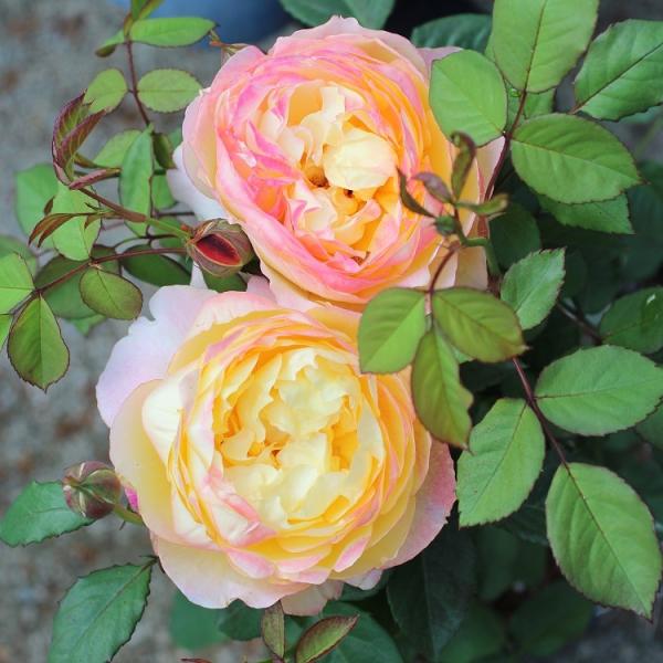 roseshop_322-1322080107-016