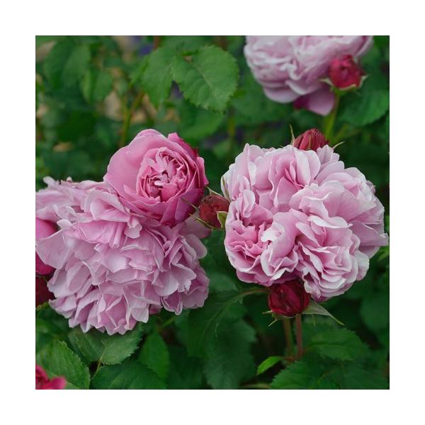 �o���c �T���g�m�[�� (��c) �t�����o���_ �l�G�炫 ���� �s���N�n �f���o�[�� ���Y�c 6����p�p�� ����