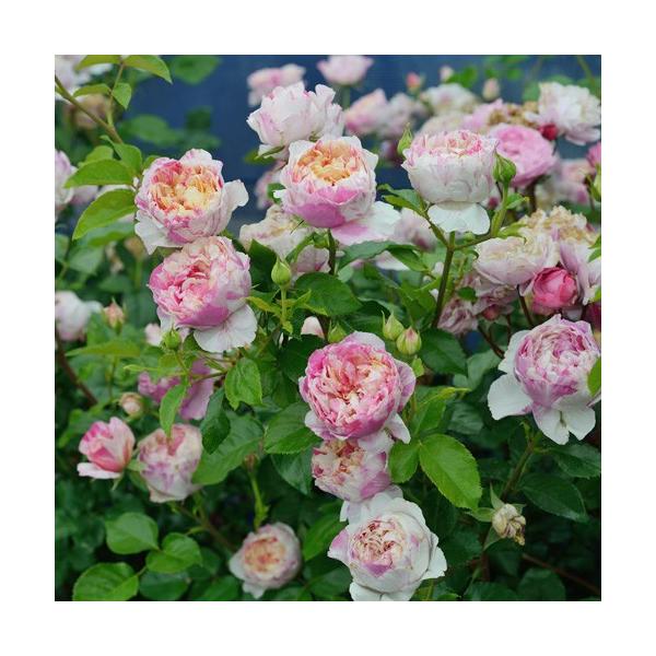 バラ苗 大苗 デルバール エドゥアールマネ 四季咲き大輪 複色系 Buyee Buyee 일본 통신 판매 상품 옥션의 대리 입찰 대리 구매 서비스