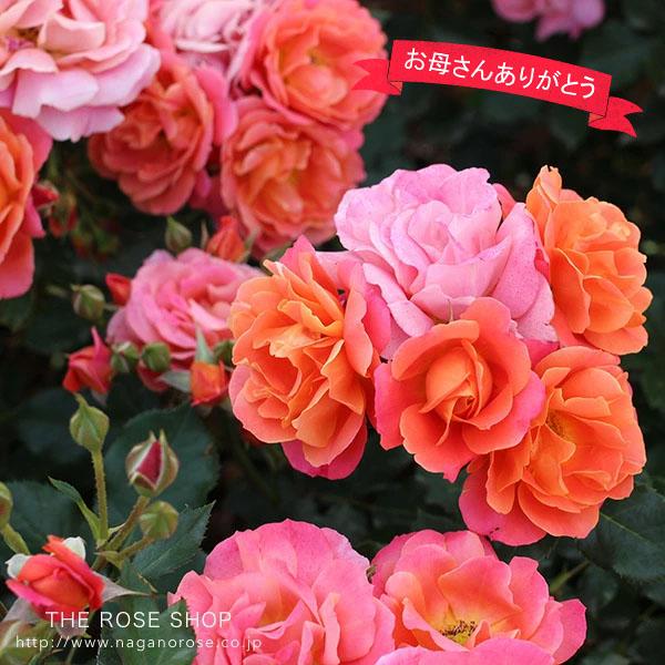 遅れてごめんね！母の日ギフト 蕾・花付きバラ苗 「ディズニーランド