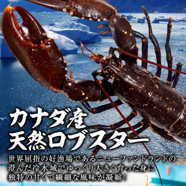 ロブスター オマール海老 ボイル 550g 海老 エビ 海産物 海鮮 | JChere