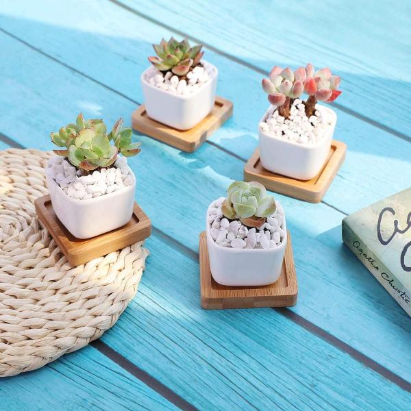 T4u 5 3cm 陶器鉢 白 ミニ スクエア 植木鉢 多肉植物 サボテン鉢 竹トレイ付き 6個入り Buyee Buyee Japanese Proxy Service Buy From Japan Bot Online
