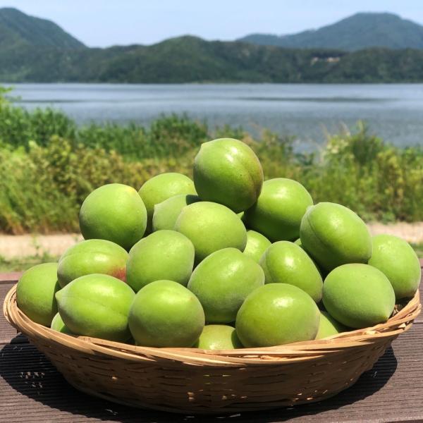 rsmikatagoko_mkt-011