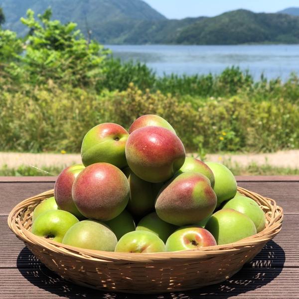6月中・下旬頃より順次発送 紅映梅（べにさしうめ）5kg（サイズ混合