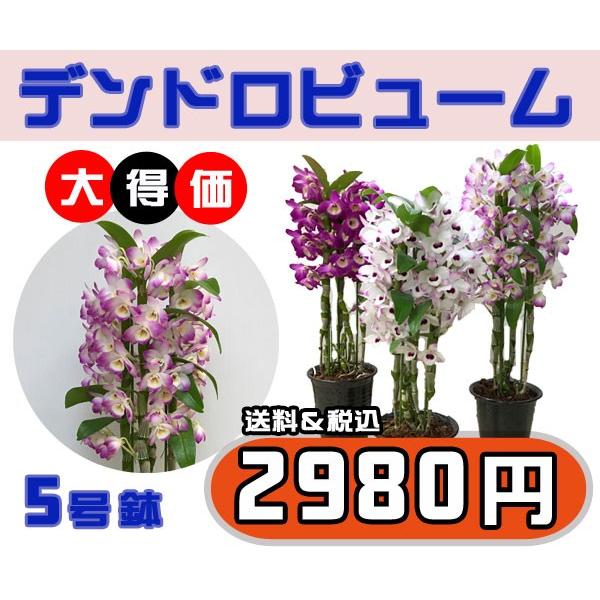 大特価商品 デンドロビューム 5号鉢 神戸ルドラン フラワーショップ潤 行列のできるお花屋さん 神戸 三ノ宮 Buyee Buyee 日本の通販商品 オークションの代理入札 代理購入