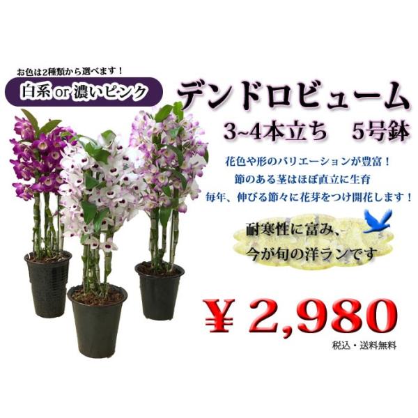 大特価商品 デンドロビューム 5号鉢 神戸ルドラン フラワーショップ潤 行列のできるお花屋さん 神戸 三ノ宮 Buyee Buyee 日本の通販商品 オークションの代理入札 代理購入