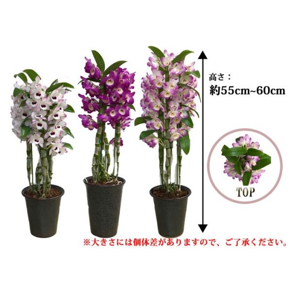 大特価商品 デンドロビューム 5号鉢 神戸ルドラン フラワーショップ潤 行列のできるお花屋さん 神戸 三ノ宮 Buyee Buyee 日本の通販商品 オークションの代理入札 代理購入