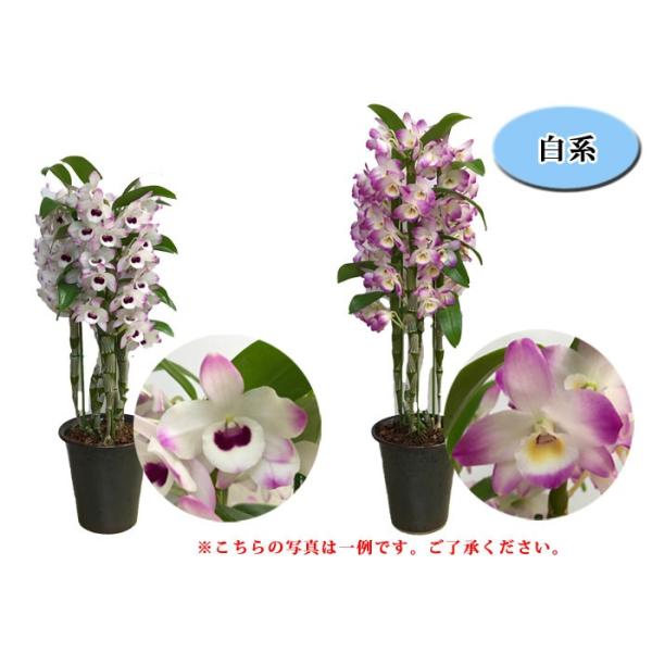 大特価商品 デンドロビューム 5号鉢 神戸ルドラン フラワーショップ潤 行列のできるお花屋さん 神戸 三ノ宮 Buyee Buyee 日本の通販商品 オークションの代理入札 代理購入