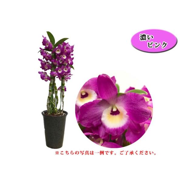 大特価商品 デンドロビューム 5号鉢 神戸ルドラン フラワーショップ潤 行列のできるお花屋さん 神戸 三ノ宮 Buyee Buyee 日本の通販商品 オークションの代理入札 代理購入