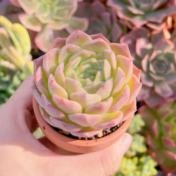 多肉植物 厚夢 新入荷 るる農園 : るる農園 - 通販 - Yahoo!ショッピング