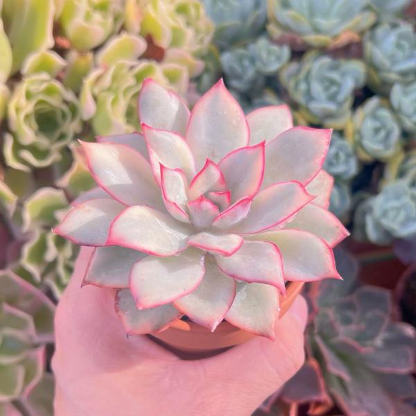 多肉植物 月光女神錦 新入荷 るる農園 : るる農園 - 通販 - Yahoo