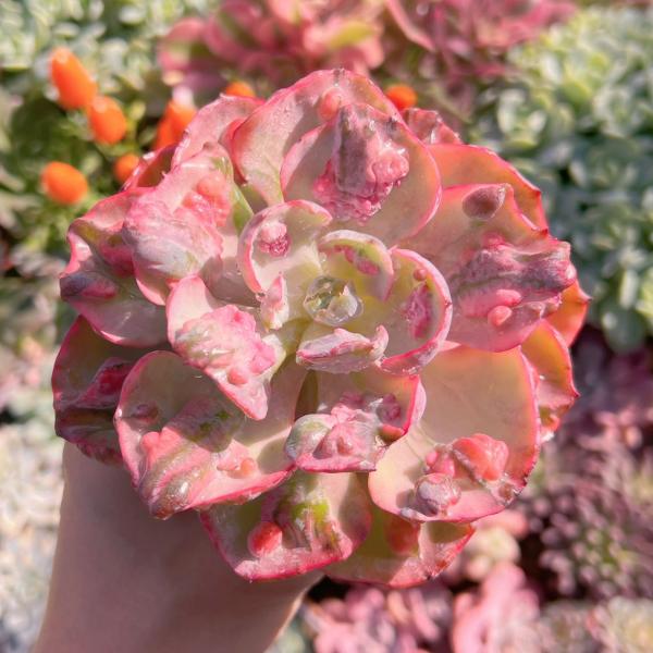 多肉植物 ビヨンセ錦(大) 新入荷 るる農園 : るる農園 - 通販 - Yahoo