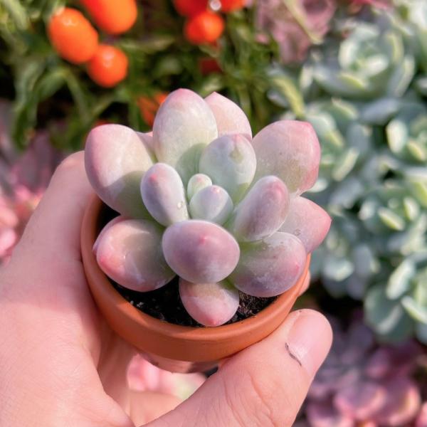 ruruplant-store_2024089