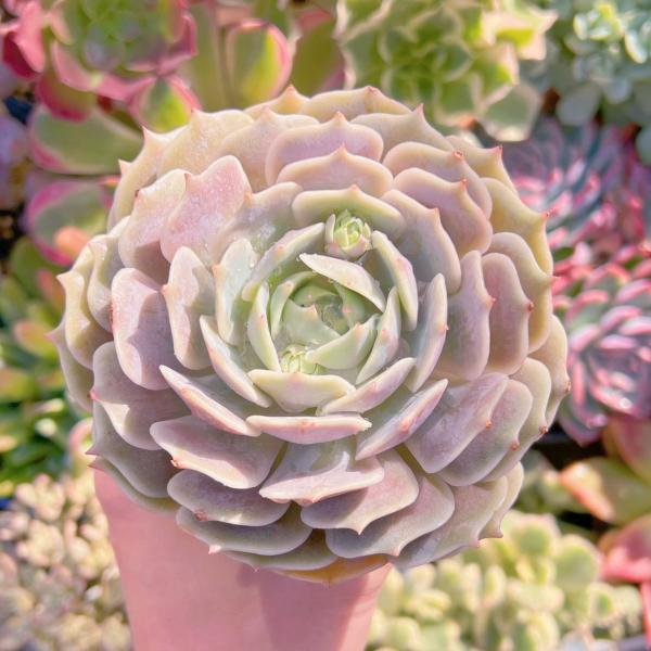 ruruplant-store_2024113