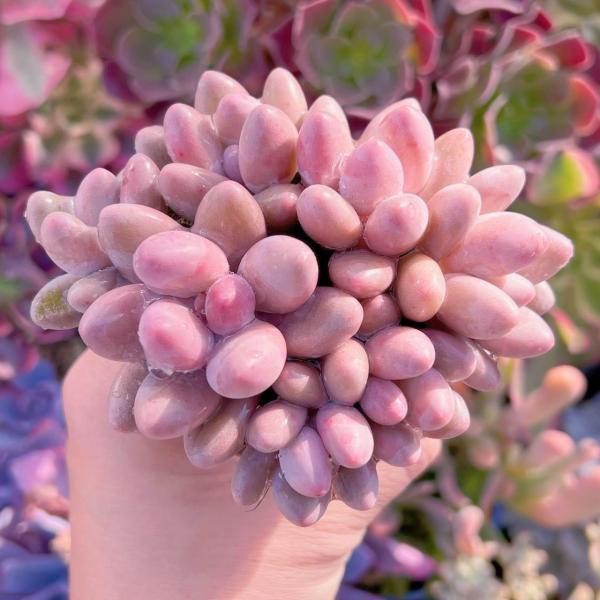 多肉植物 ビューティーフィンガー 群生 新入荷 るる農園 : るる農園