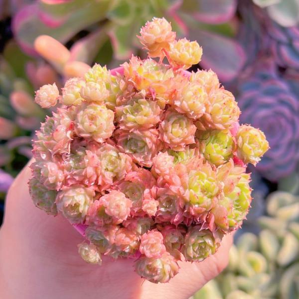 栄養系サルビア　ローマンレッドとリトルバードおしゃれな4寸鉢ごと2個 苗　植物 開花、開花後まで、長期間変化を楽しみながら鑑賞できるサルビア