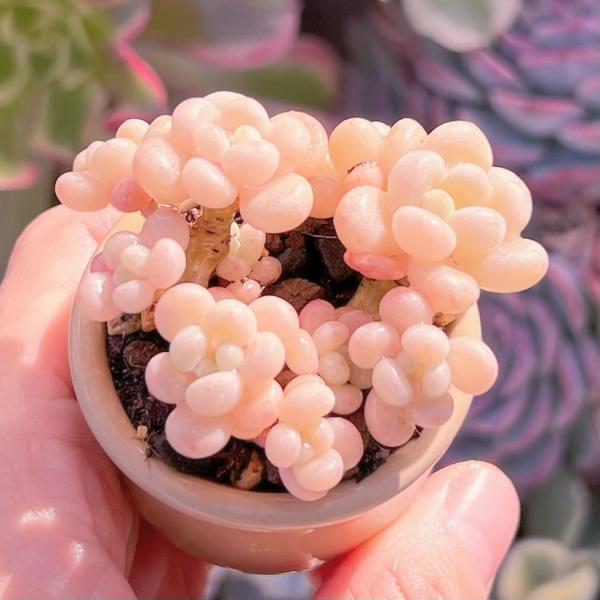 ストロベリーミルク錦　カット苗　多肉植物 ストロベリーミルク錦 カット苗 多肉植物 エケベリア・セダム